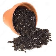 potting soil 